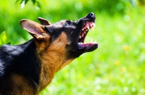 Dog Bite Injury Lawsuit