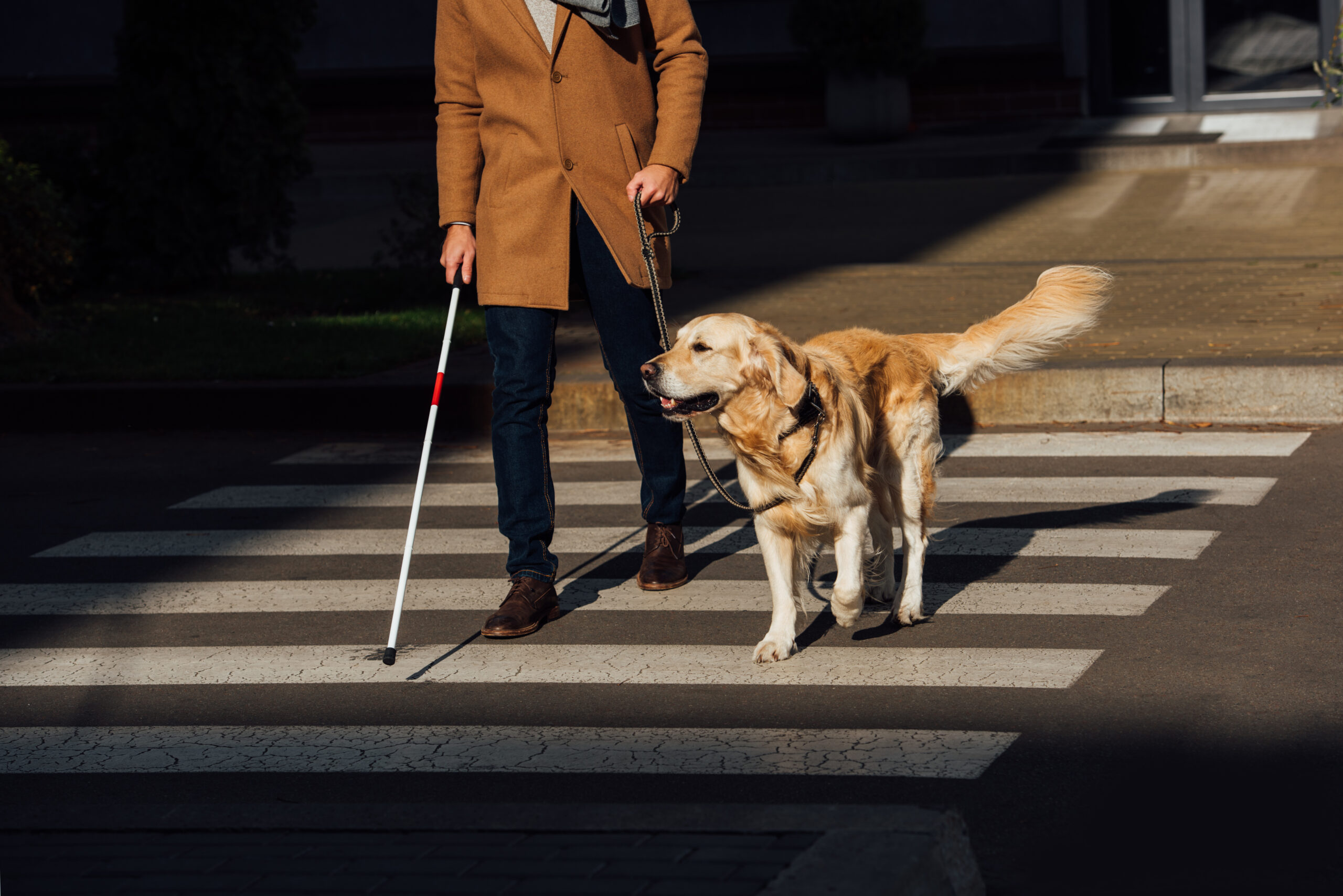 bling man on social security (ssi) crossing the street with his seeing eye service dog