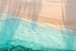 sharks in the water on the beach