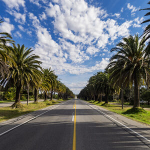 Florida road surrounded by palm trees