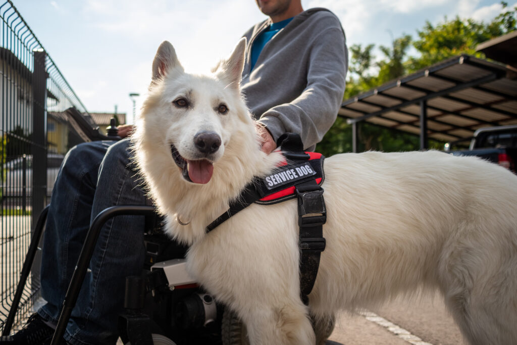 Service Dogs and the ADA Rights, Roles, and Public Access.