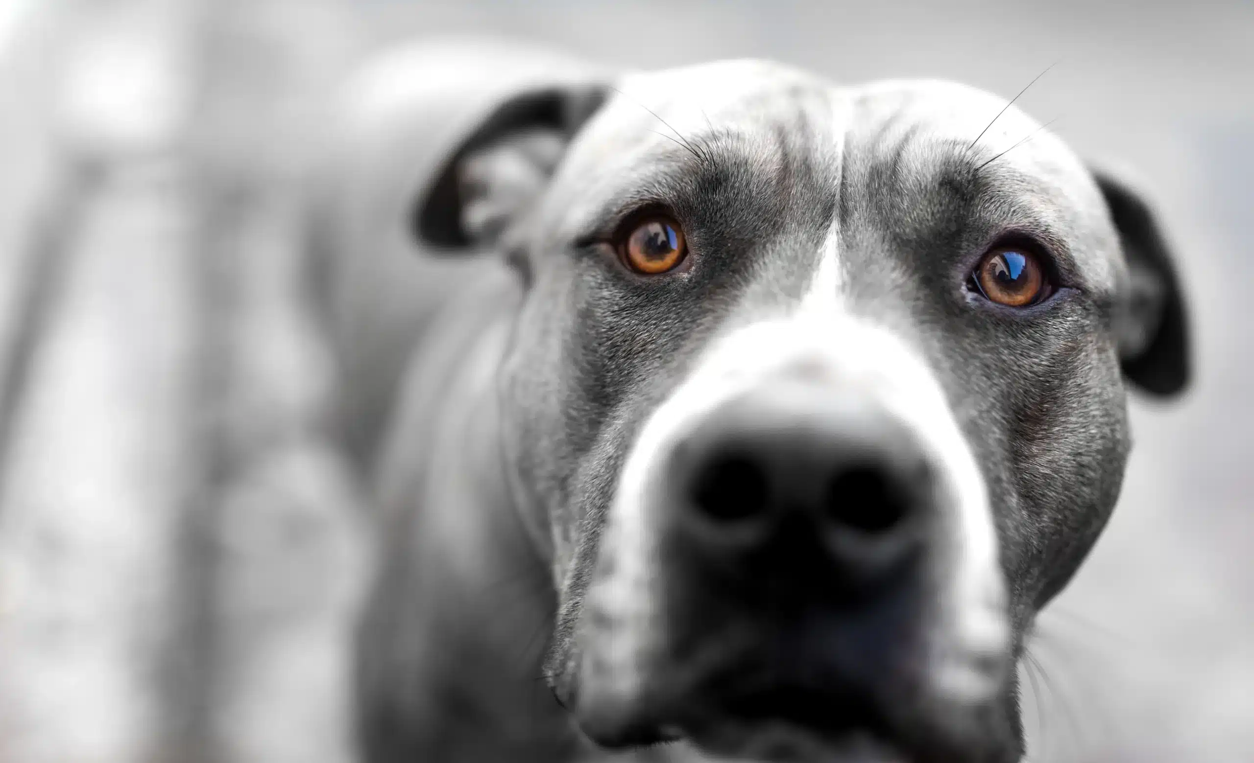 Dog sitting - Dog bite lawyers Wettermark Keith