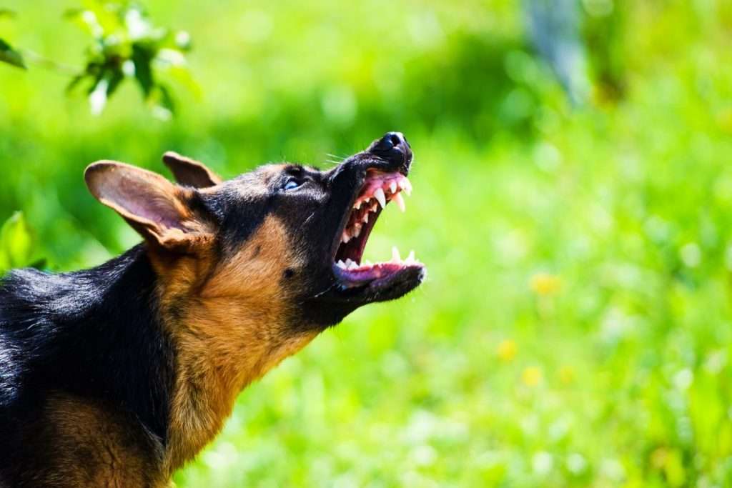 Dog sitting - Dog bite lawyers Wettermark Keith