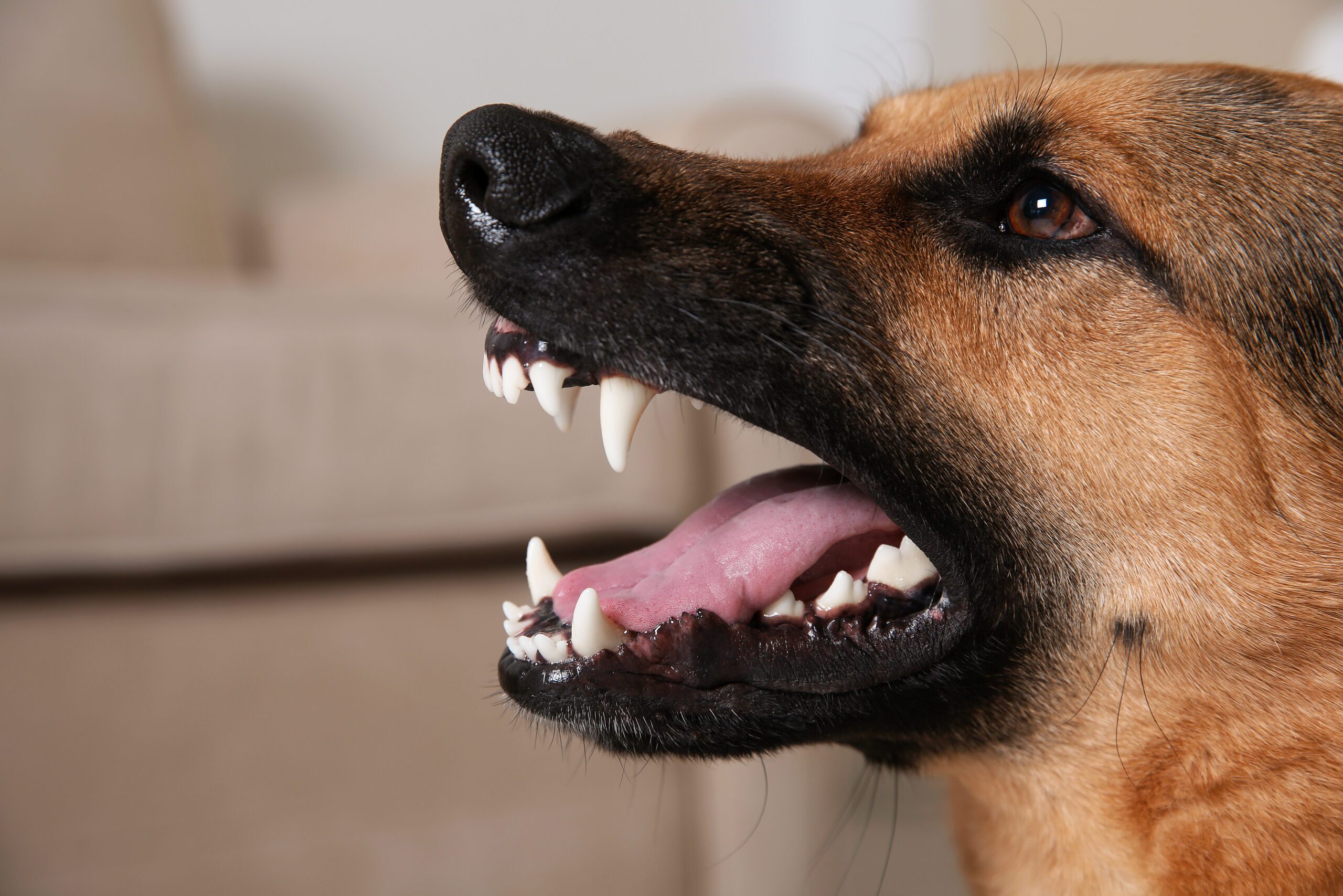 dog bite