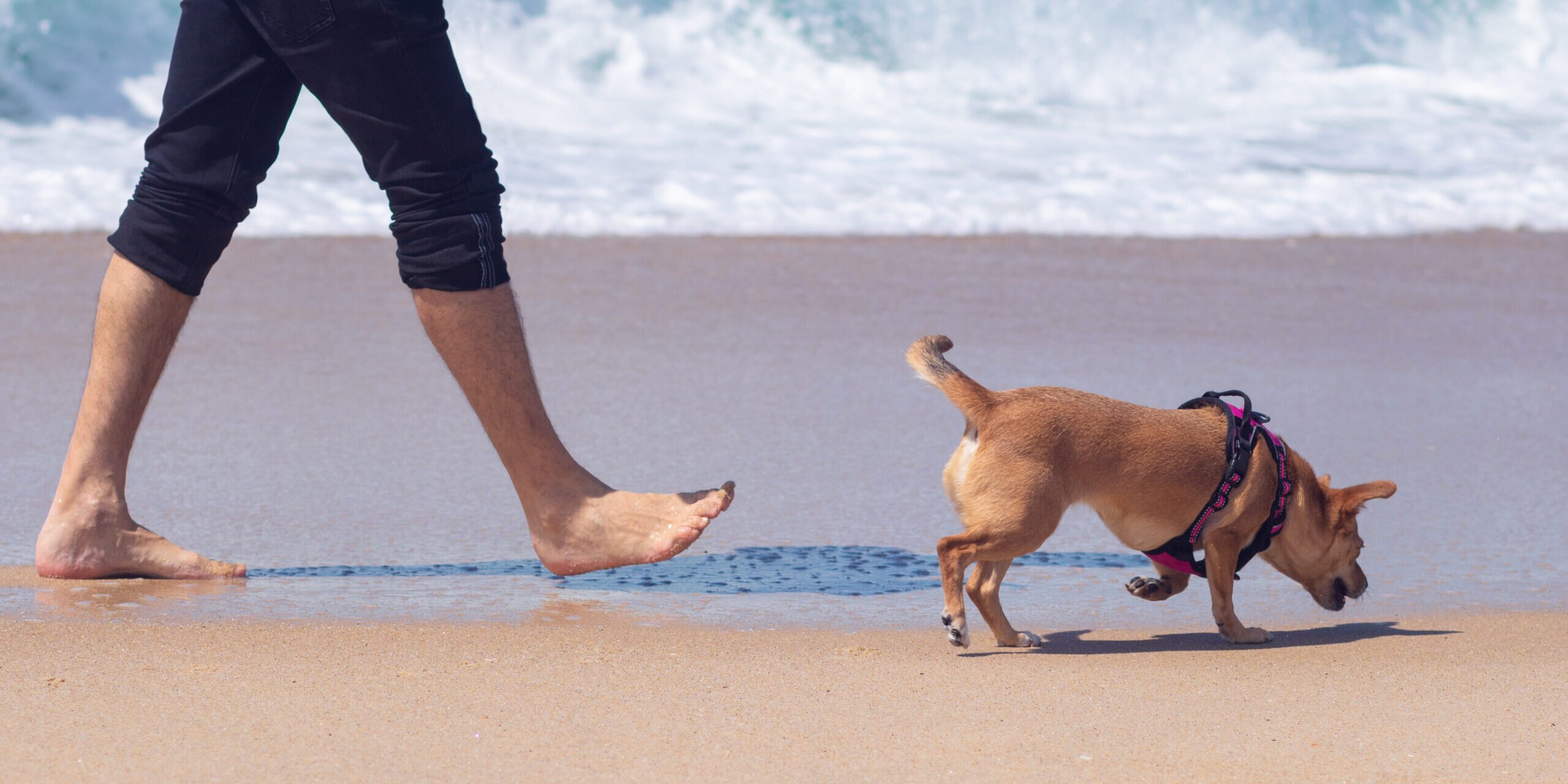 floridian walking their dog on the beach risk for dog bite